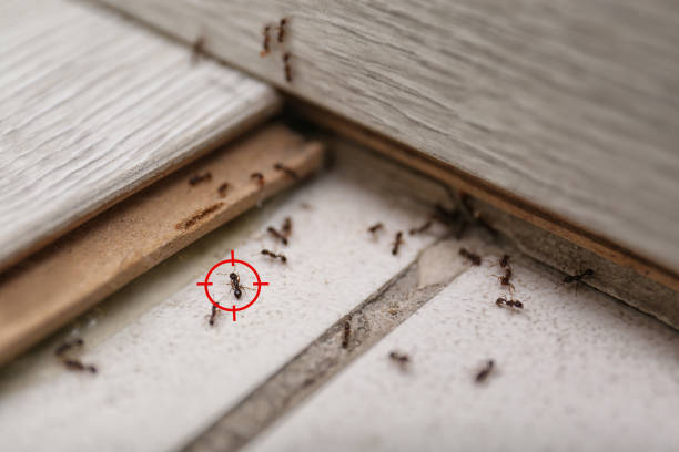 Best Pest Prevention Services  in Lebanon, OR